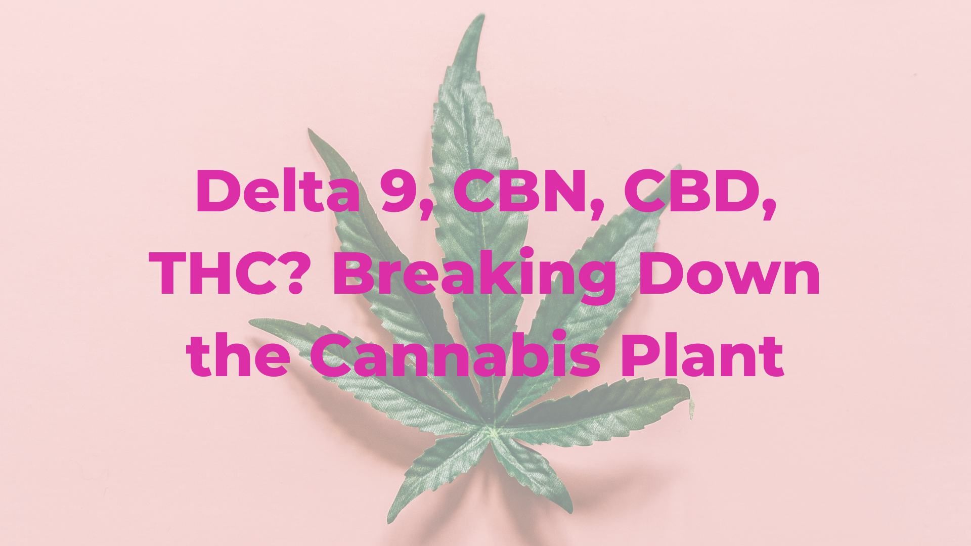 Delta 9, CBN, CBD, THC? Breaking Down the Cannabis Plant